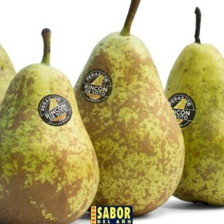 Pera Conferencia (Gorda) "Rincon del Soto, la Rioja"