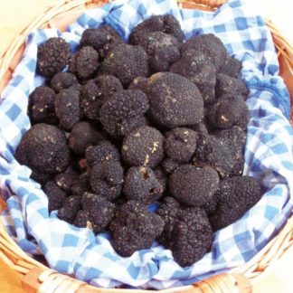Trufas Frescas (Tuber Melanosporum)