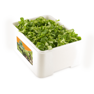 Canónigos "Caja porex 1 kg"