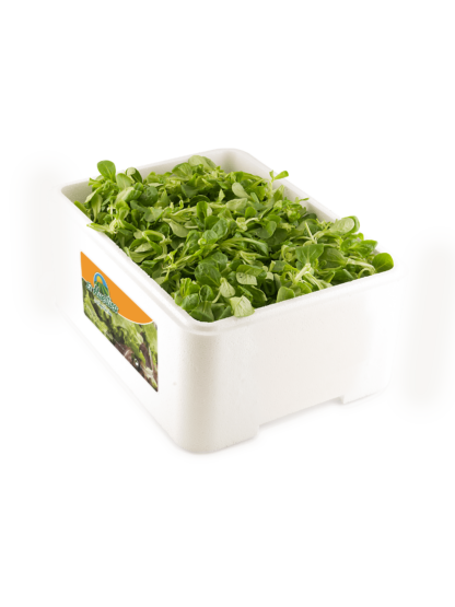 Canónigos "Caja porex 1 kg"