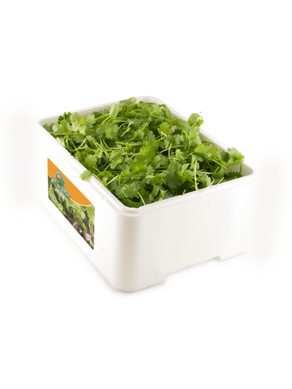 Cilantro "Caja porex 1 kg"