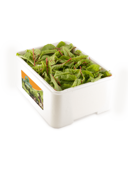 Red Chard "Caja porex 1 kg"