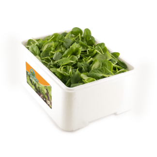Tat Soi "Caja porex 1 kg"