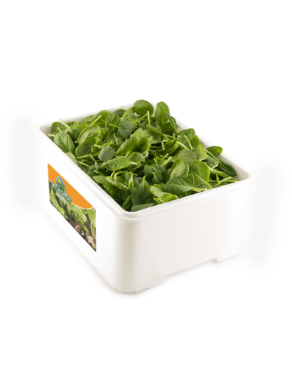 Tat Soi "Caja porex 1 kg"