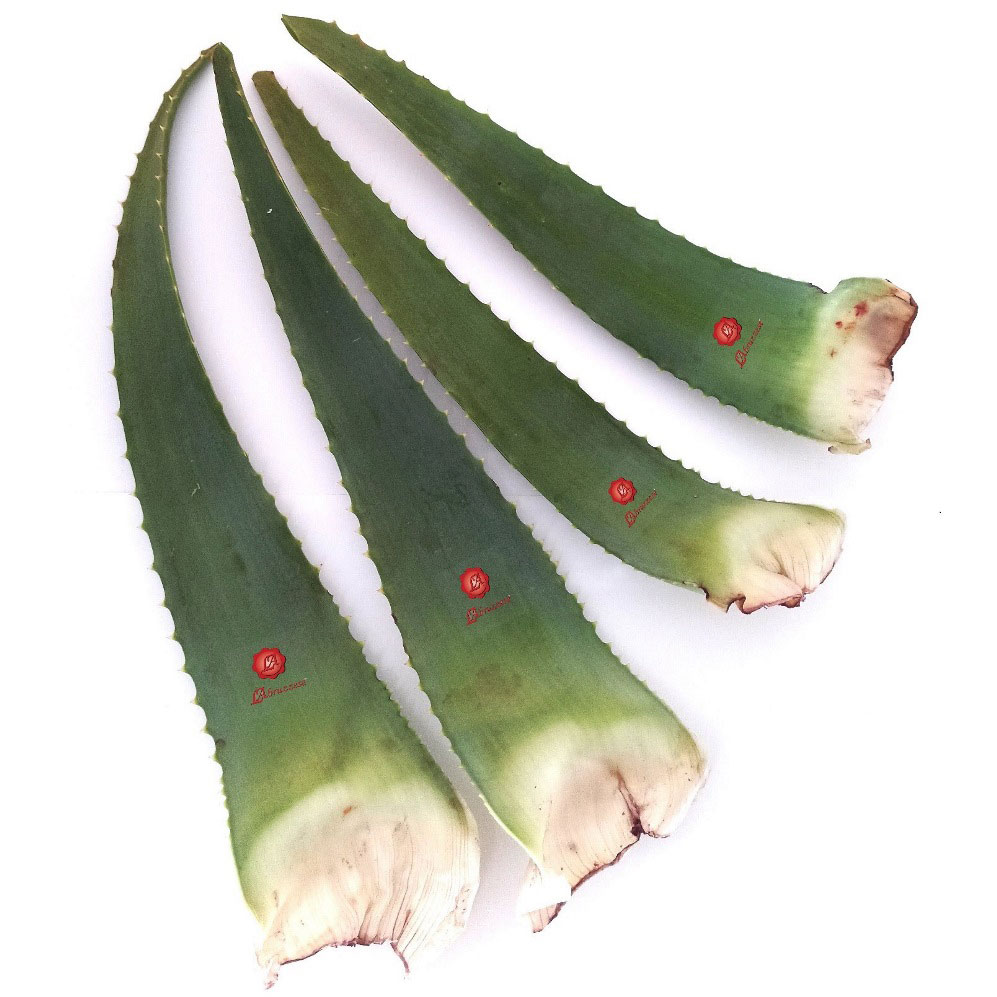 Hojas de Aloe Vera