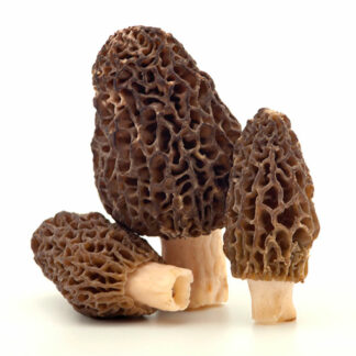 Seta Colmenilla o Morchella