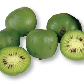 Kiwi Baby "Minikiwis"